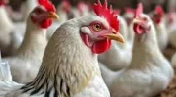 استقرار أسعار الفراخ الساسو والبلدي في المحلات خلال تعاملات يوم الأربعاء 25 مارس